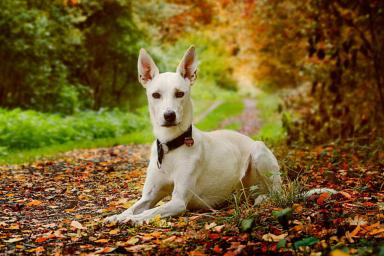 Hund mit Zeckenschutz